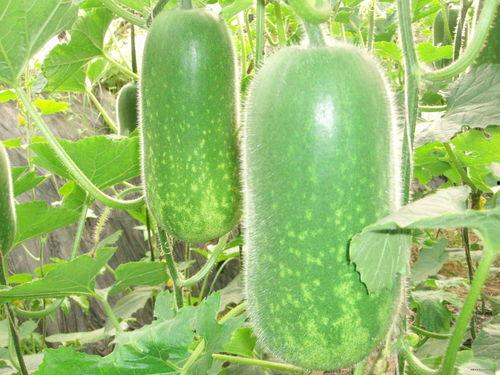 仙人吃瓜视频大全,仙人吃瓜视频大全集锦