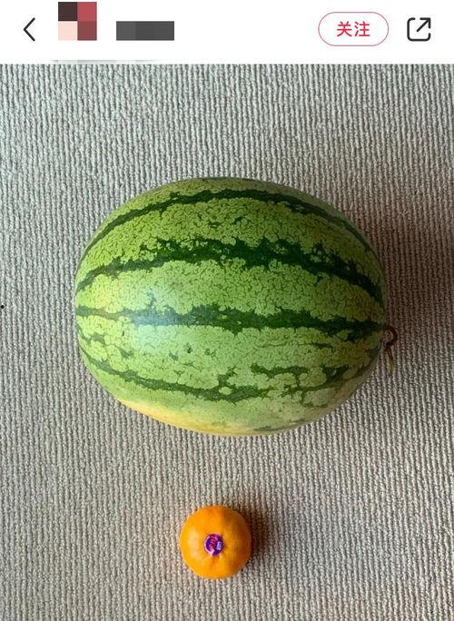 2019年最全吃瓜,2019年度娱乐圈吃瓜大事件全记录