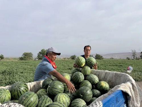 和苏木吃瓜,和苏木一起品味夏日瓜果盛宴