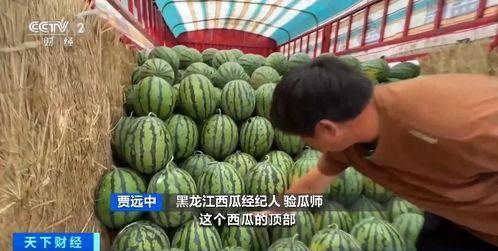 和苏木吃瓜,和苏木一起品味夏日瓜果盛宴