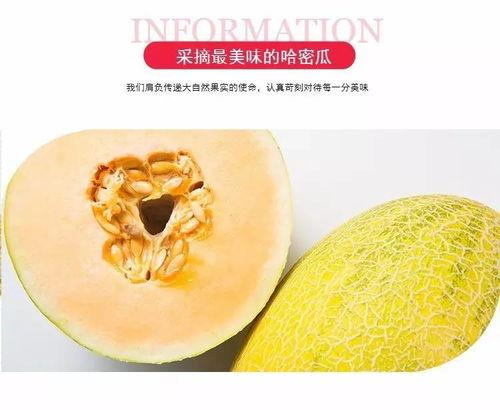 吃哈密蜜瓜,甜蜜诱惑，尽享夏日清新滋味