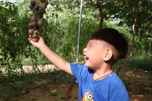 乔雨吃瓜,揭秘娱乐圈背后的那些事儿