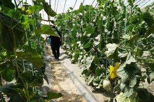 田间吃瓜视频教学,趣味农业教学新方式