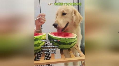 吃瓜女生和狗,趣味横生的日常趣事