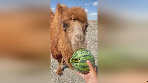 骆驼吃瓜腐烂吗,探究其消化过程与瓜果腐烂现象